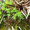 Polytrichum. Green moss.